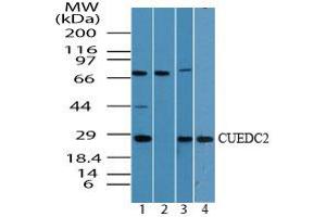 Image no. 1 for anti-CUE Domain Containing 2 (CUEDC2) (AA 250-300) antibody (ABIN960120) (CUEDC2 Antikörper  (AA 250-300))