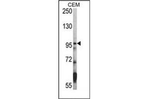 Image no. 1 for anti-Histone Deacetylase 7 (HDAC7) (C-Term) antibody (ABIN356651) (HDAC7 Antikörper  (C-Term))