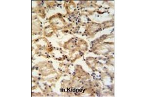RHBG Antibody (C-term) (ABIN653937 and ABIN2843168) IHC analysis in formalin fixed and paraffin embedded mouse kidney tissue followed by peroxidase conjugation of the secondary antibody and DAB staining. (RHBG Antikörper  (C-Term))