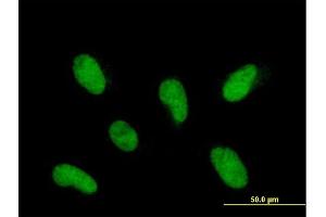 Immunofluorescence of purified MaxPab antibody to INTS12 on HepG2 cell. (INTS12 Antikörper  (AA 1-462))