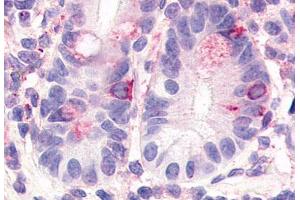 Anti-HNF4G antibody  ABIN1048955 IHC staining of human small intestine. (HNF4 gamma Antikörper  (Internal Region))