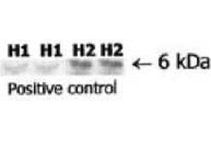 Image no. 1 for anti-Relaxin 2 (RLN2) antibody (ABIN191601) (Relaxin 2 Antikörper)