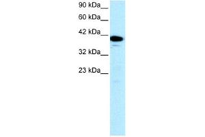 WB Suggested Anti-NFYA Antibody Titration: 0. (NFYA Antikörper  (C-Term))