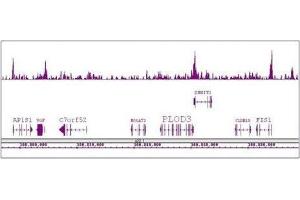 Boris / CTCFL antibody (pAb) tested by ChIP-Seq. (CTCFL Antikörper  (N-Term))