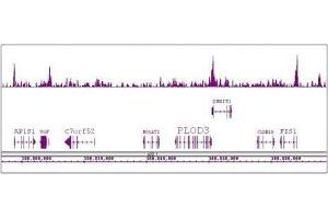 Boris / CTCFL antibody (pAb) tested by ChIP-Seq.