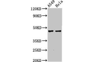 Western Blot Positive WB detected in: A549 whole cell lysate, Hela whole cell lysate All lanes: NMBR antibody at 4. (NMBR Antikörper  (AA 1-41))