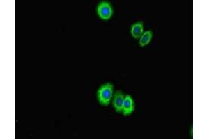 Immunofluorescent analysis of HepG2 cells using ABIN7158094 at dilution of 1:100 and Alexa Fluor 488-congugated AffiniPure Goat Anti-Rabbit IgG(H+L) (PPIL5 Antikörper  (AA 18-159))