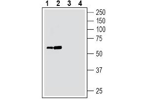Western blot analysis of mouse heart membranes (lanes 1 and 3) and rat heart membranes (lanes 2 and 4):1-2.