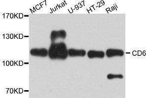 Western blot analysis of extract of various cells, using CD6 antibody. (CD6 Antikörper)