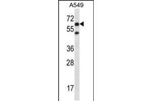 Western blot analysis in A549 cell line lysates (35ug/lane). (Chiffon Antikörper  (C-Term))