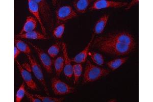 IF analysis of TUFM using anti-TUFM antibody (ABIN7602475). (TUFM Antikörper  (AA 8-271))