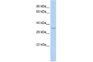 SPDYA antibody used at 1 ug/ml to detect target protein.