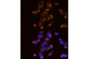 Immunofluorescence analysis of MCF7 cells using [KO Validated]  Rabbit mAb (ABIN7265466) at dilution of 1:25 (40x lens). (Adenylate Kinase 2 Antikörper)