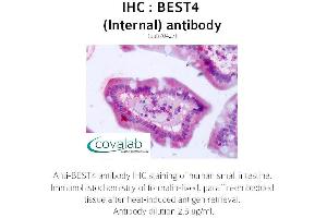 Image no. 2 for anti-Bestrophin 4 (BEST4) (Internal Region) antibody (ABIN1732306) (Bestrophin 4 Antikörper  (Internal Region))