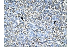 ASGR2 antibody was used for immunohistochemistry at a concentration of 4-8 ug/ml to stain Spleen cells (arrows) in Human Spleen. (Asialoglycoprotein Receptor 2 Antikörper  (N-Term))