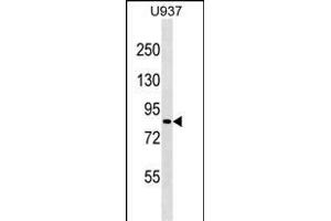 ZN Antibody (N-term) (ABIN1539005 and ABIN2849354) western blot analysis in  cell line lysates (35 μg/lane). (ZNF225 Antikörper  (N-Term))