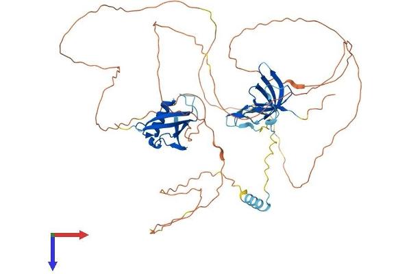 Coilin Protein (COIL) (AA 1-570) (His tag)