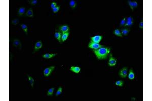 Immunofluorescence staining of HepG2 cells with ABIN7146784 at 1:333, counter-stained with DAPI. (CEACAM1 Antikörper  (AA 35-428))