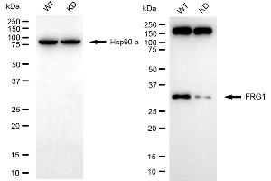 Western blotting analysis using FRG1 antibody (ABIN7798662). (Rekombinanter FRG1 Antikörper)