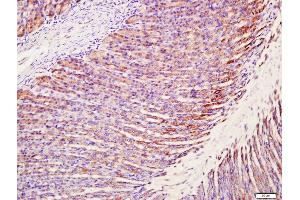 Paraformaldehyde-fixed, paraffin embedded rat stomach tissue Antigen retrieval by boiling in sodium citrate buffer(pH6) for 15min Block endogenous peroxidase by 3% hydrogen peroxide for 30 minutes Blocking buffer (normal goat serum) at 37°C for 20min Antibody incubation with Rabbit Anti-MUC5AC Polyclonal Antibody, Unconjugated  at 1:400 overnight at 4°C, followed by a conjugated secondary and DAB staining (MUC5AC Antikörper  (AA 601-700))