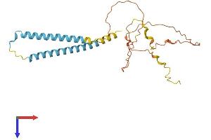 AlphaFold protein structure predicition of Human Recombinant MYCT1 Protein, UniprotID Q8N699
