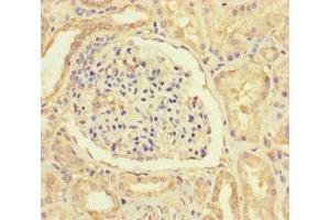 Immunohistochemistry of paraffin-embedded human kidney tissue using ABIN7156025 at dilution of 1:100 (HIF1AN Antikörper  (AA 2-254))