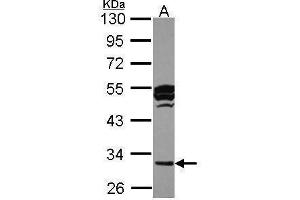 WB Image Sample (30 ug of whole cell lysate) A: HCT116 10% SDS PAGE antibody diluted at 1:1000 (CTSO Antikörper)