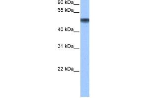 WB Suggested Anti-METAP2 Antibody Titration: 0.