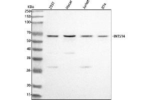 anti-Integrator Complex Subunit 14 (INTS14) (AA 27-271) antibody