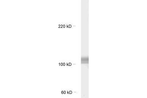 FBXO41 anticorps