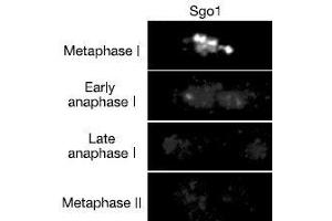 Immunofluorescence (IF) image for anti-Shugoshin 1 (SGOL1) antibody (ABIN2452123) (Shugoshin Antikörper)