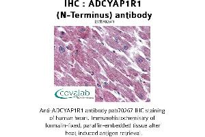 Image no. 2 for anti-Adenylate Cyclase Activating Polypeptide 1 (Pituitary) Receptor Type I (ADCYAP1R1) (Extracellular Domain), (N-Term) antibody (ABIN1731541) (ADCYAP1R1 Antikörper  (Extracellular Domain, N-Term))