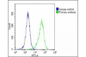 Overlay histogram showing Hela cells stained with (ABIN390106 and ABIN2840618)(green line). (MAGEA2 Antikörper  (N-Term))