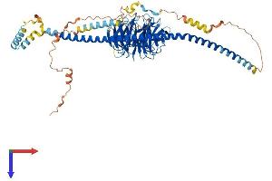 SPAG16 Protein (AA 1-631) (His tag)