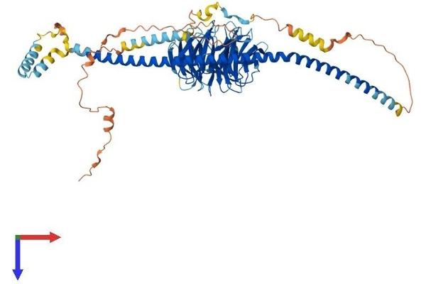 SPAG16 Protein (AA 1-631) (His tag)