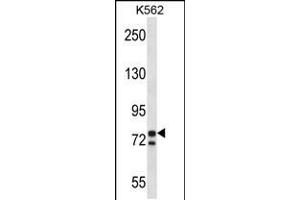 Western blot analysis in K562 cell line lysates (35ug/lane). (PCSK7 Antikörper  (C-Term))