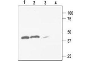 Potassium Inwardly-Rectifying Channel, Subfamily J, Member 4 (KCNJ4) peptide