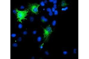 Anti-SMS mouse monoclonal antibody (ABIN2454720) immunofluorescent staining of COS7 cells transiently transfected by pCMV6-ENTRY SMS (RC200619). (SMS Antikörper)