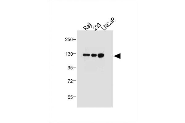 ITGA8 Antikörper  (C-Term)