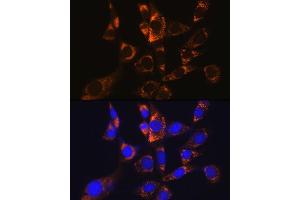 Immunofluorescence analysis of NIH-3T3 cells using  Rabbit mAb (1217) at dilution of 1:100 (40x lens). (ATP5A1 Antikörper)