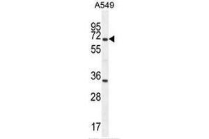 CLU Antibody (N-term) western blot analysis in A549 cell line lysates (35µg/lane).