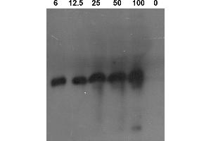 Image no. 1 for anti-Proteinase 3 (PRTN3) antibody (ABIN190718) (PRTN3 Antikörper)
