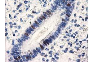 Image no. 2 for anti-Uracil-DNA Glycosylase (UNG) antibody (ABIN1501681) (UNG Antikörper)