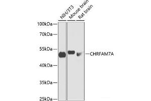 Western blot analysis of extracts of various cell lines using CHRFAM7A Polyclonal Antibody at dilution of 1:1000. (CHRFAM7A Antikörper)