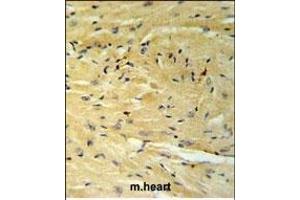GNAT1 Antibody (C-term) (ABIN653740 and ABIN2843042) IHC analysis in formalin fixed and paraffin embedded moouse heart tissue followed by peroxidase conjugation of the secondary antibody and DAB staining.