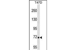 Western blot analysis in T47D cell line lysates (35ug/lane). (MARCH7 Antikörper  (N-Term))