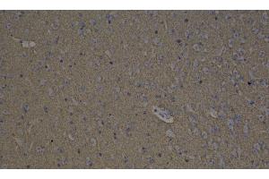 Immunohistochemistry analysis of paraffin-embedded mouse brain using GAP43 Polyclonal Antibody at dilution of 1:300. (GAP43 Antikörper)