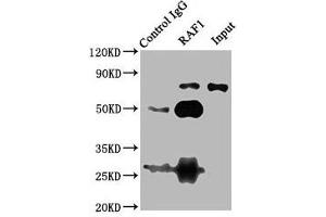 Immunoprecipitating RAF1 in 293T whole cell lysate Lane 1: Rabbit control IgG (1 μg) instead of ABIN7167060 in 293T whole cell lysate. (RAF1 Antikörper  (AA 1-648))
