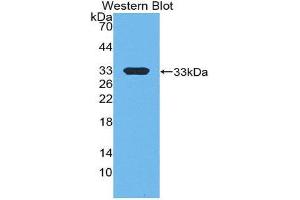 Western Blotting (WB) image for anti-E1A Binding Protein P300 (EP300) (AA 2124-2397) antibody (ABIN1858725) (p300 Antikörper  (AA 2124-2397))