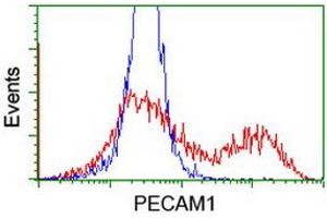HEK293T cells transfected with either RC208654 overexpress plasmid (Red) or empty vector control plasmid (Blue) were immunostained by anti-PECAM1 antibody (ABIN2455806), and then analyzed by flow cytometry. (CD31 Antikörper)